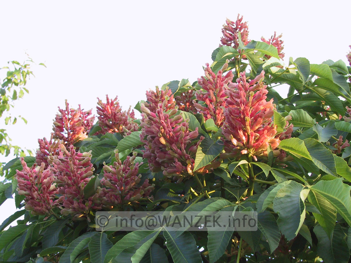 Aesculus pavia Khoenei - Bluetenmacro.JPG